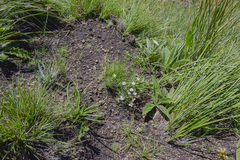 Athrixia angustissima