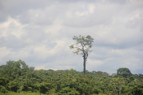 Image of Bertholletia excelsa by (c) Steven Bodzin, some rights reserved (CC BY)