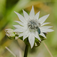 Alepidea thodei