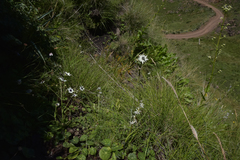 Alepidea thodei
