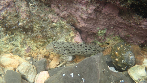 Goby (Istigobius ornatus) — Gobiidae