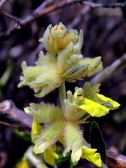Stachys aurea