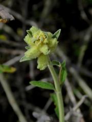 Stachys aurea