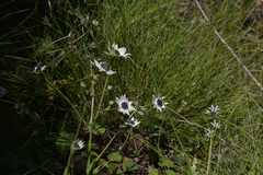 Alepidea thodei