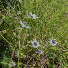 Alepidea thodei
