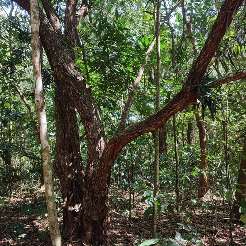 Dracaena mannii image