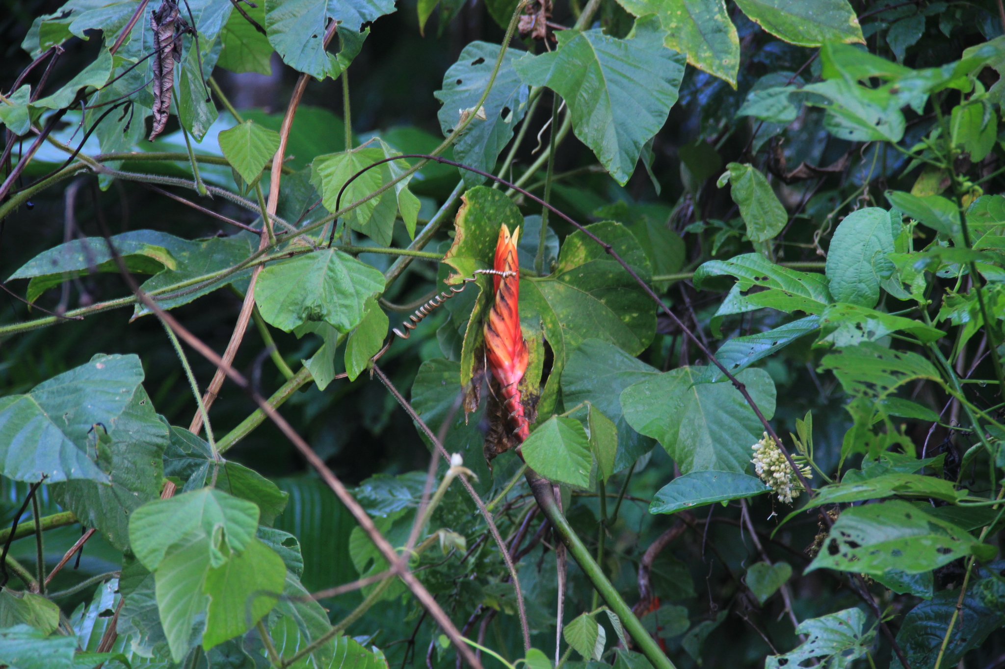 Heliconia episcopalis
