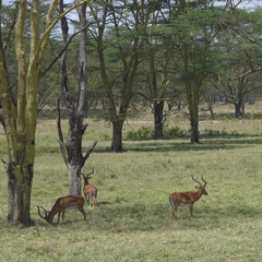 Aepyceros melampus