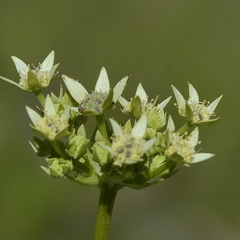 Alepidea amatymbica