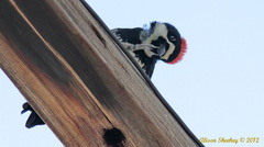 Melanerpes formicivorus