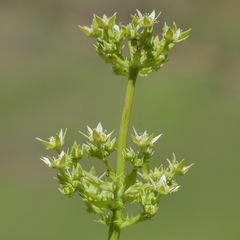 Alepidea amatymbica