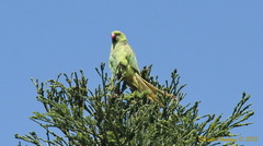 Psittacula krameri