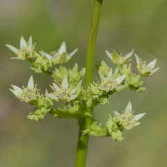 Alepidea amatymbica