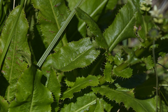 Alepidea amatymbica