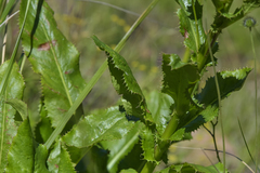 Alepidea amatymbica
