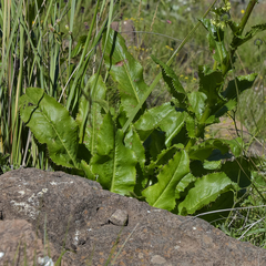 Alepidea amatymbica