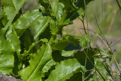 Alepidea amatymbica