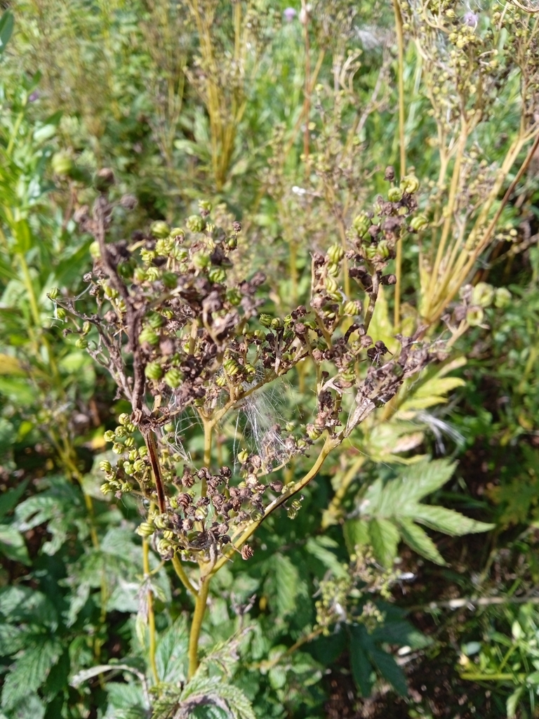 Meadowsweet from Архангельск, Архангельская обл., Россия, 163020 on ...