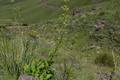Alepidea amatymbica