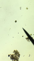 Micrasterias truncata