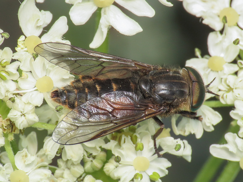 Hybomitra nigricornis