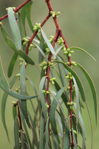 Struthanthus cupulatus