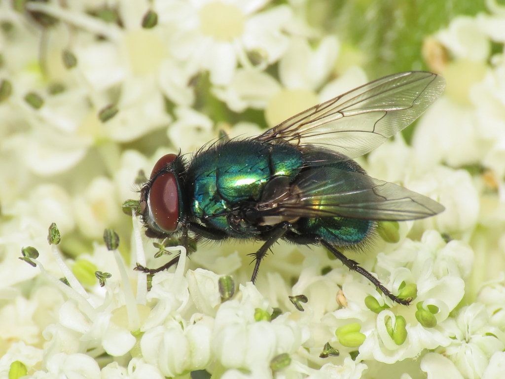 Large False Greenbottle