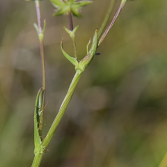 Alepidea pilifera