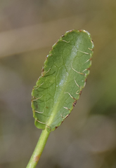 Alepidea pilifera