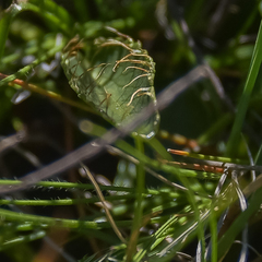 Alepidea pilifera