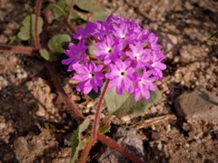 Abronia villosa