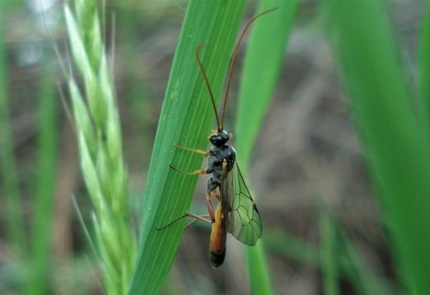 Anisotacrus xanthostigma