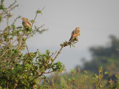 Mirafra erythroptera