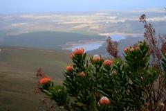 Leucospermum glabrum