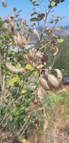 Colutea arborescens