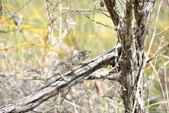 Bradypodion gutturale