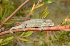 Bradypodion gutturale