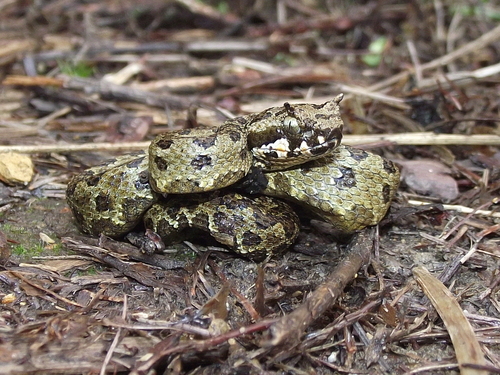 Emerald Horned Pitviper