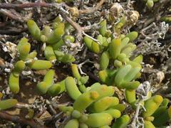 Mesembryanthemum nitidum