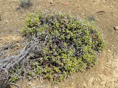 Mesembryanthemum nitidum