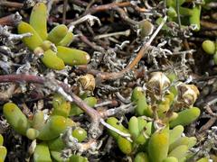 Mesembryanthemum nitidum