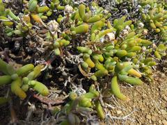 Mesembryanthemum nitidum