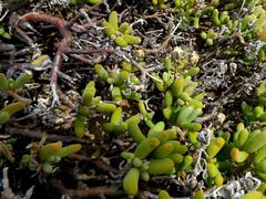 Mesembryanthemum nitidum