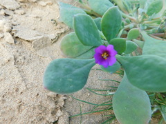 Cistanthe maritima