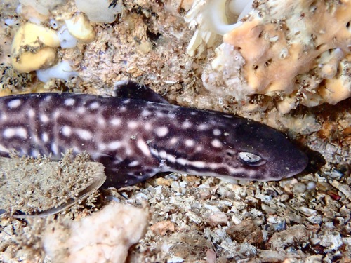 Coral catshark (Atelomycterus marmoratus) — Scyliorhinidae — 4