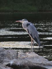 Ardea cinerea