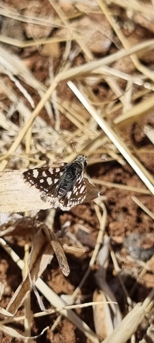 White-spot Sandman