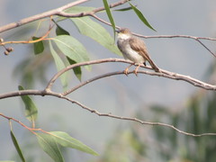 Prinia hodgsonii