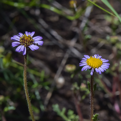 Afroaster erucifolius