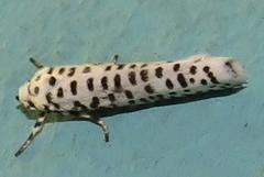 Yponomeuta strigillatus